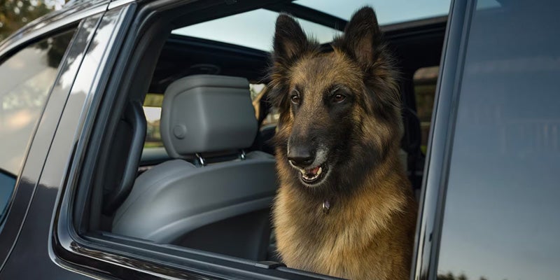 German Shepherd looking out from the rear passenger window of a Jeep Wagoneer with leather seating visible inside.